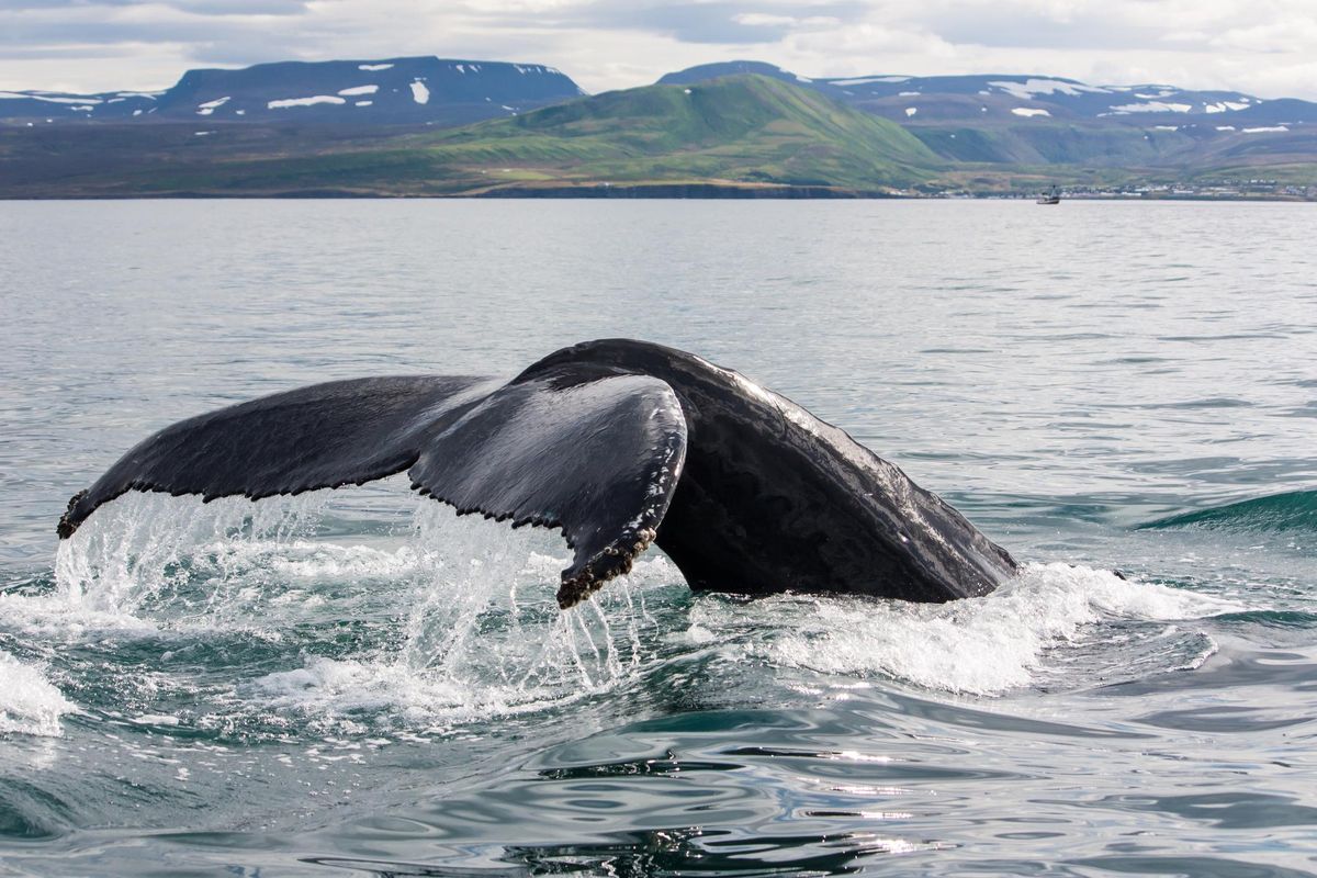 Observarea ecologică a balenelor în Islanda
