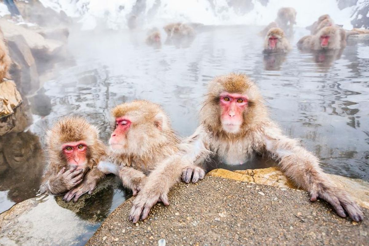 Japán majmok, saját gyógyfürdővel – fotógaléria
