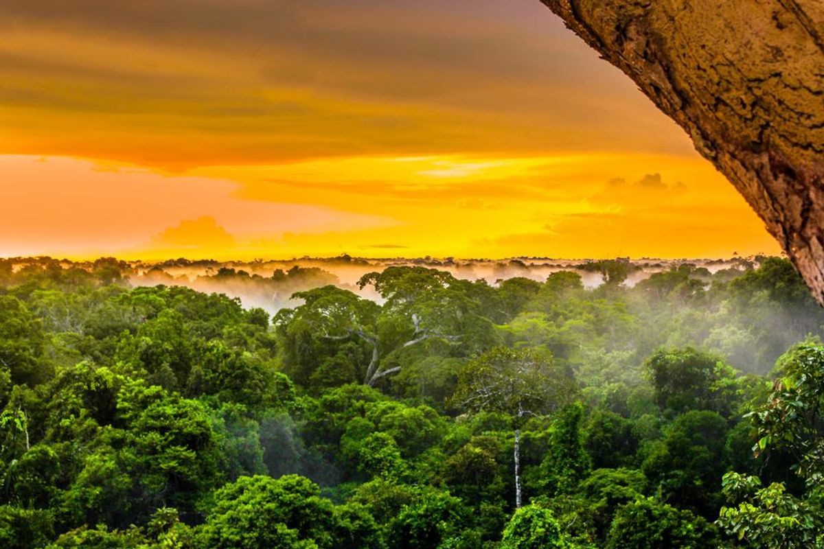 Top 10 ország, ahol folyamatosan nő az erdőterület