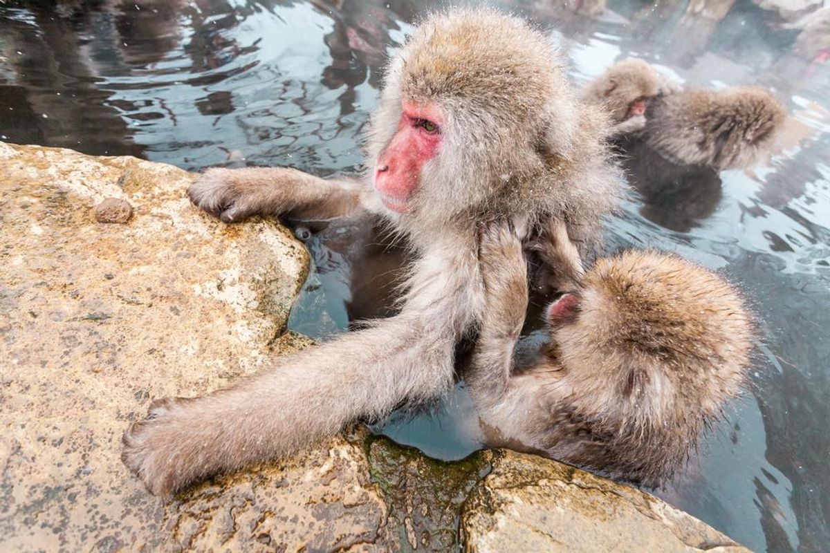 Japán majmok a wellnessfürdőben - Galéria