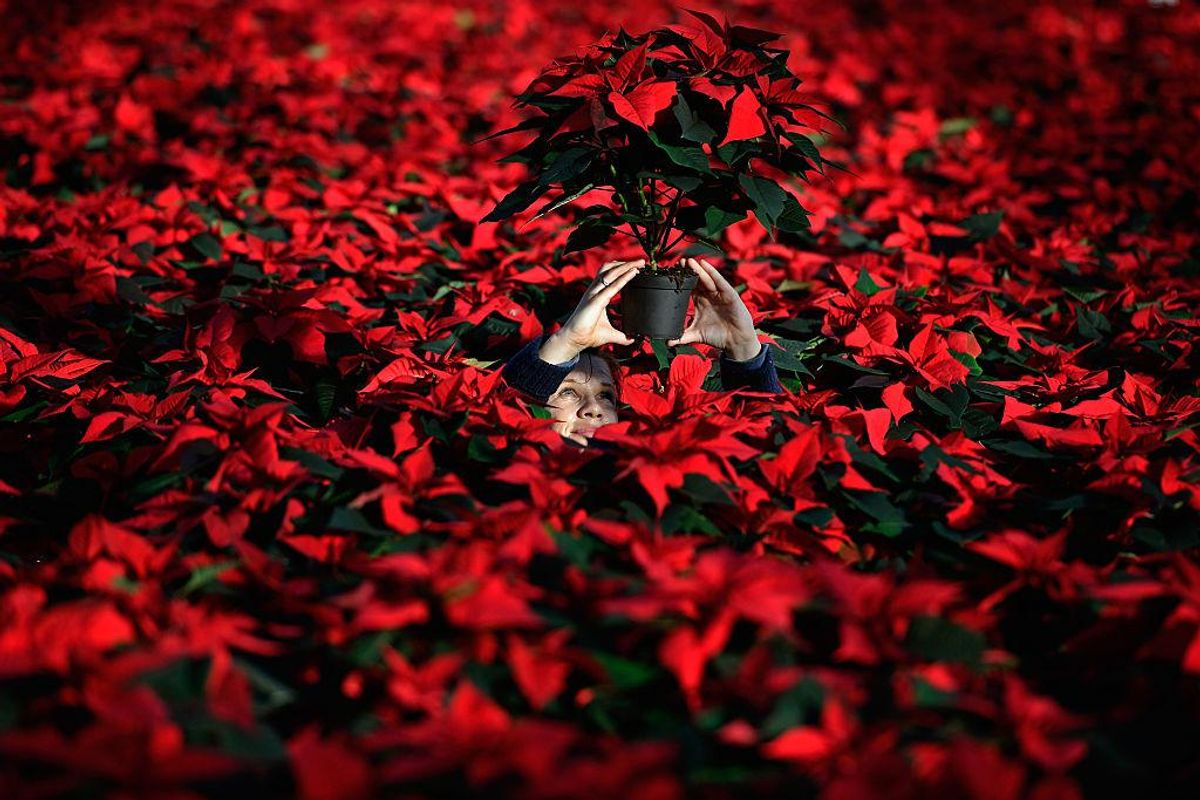 Foto Vianoc: Pestovanie vianočných ruží