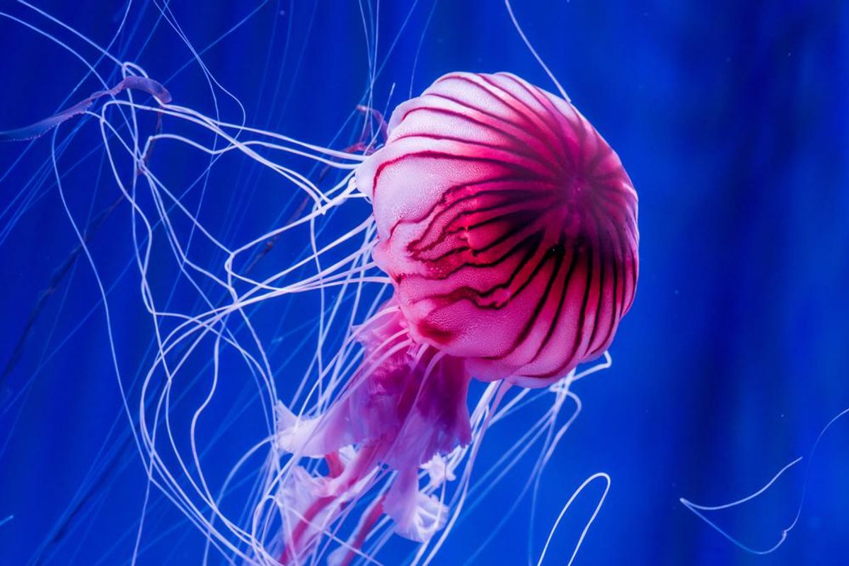 Felvillanyozó érdekességek a medúzákról